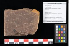 Foto (Objekt + Etikett) von Graminea ? sp.  (NHMW-GEO-2024-0188-0387)